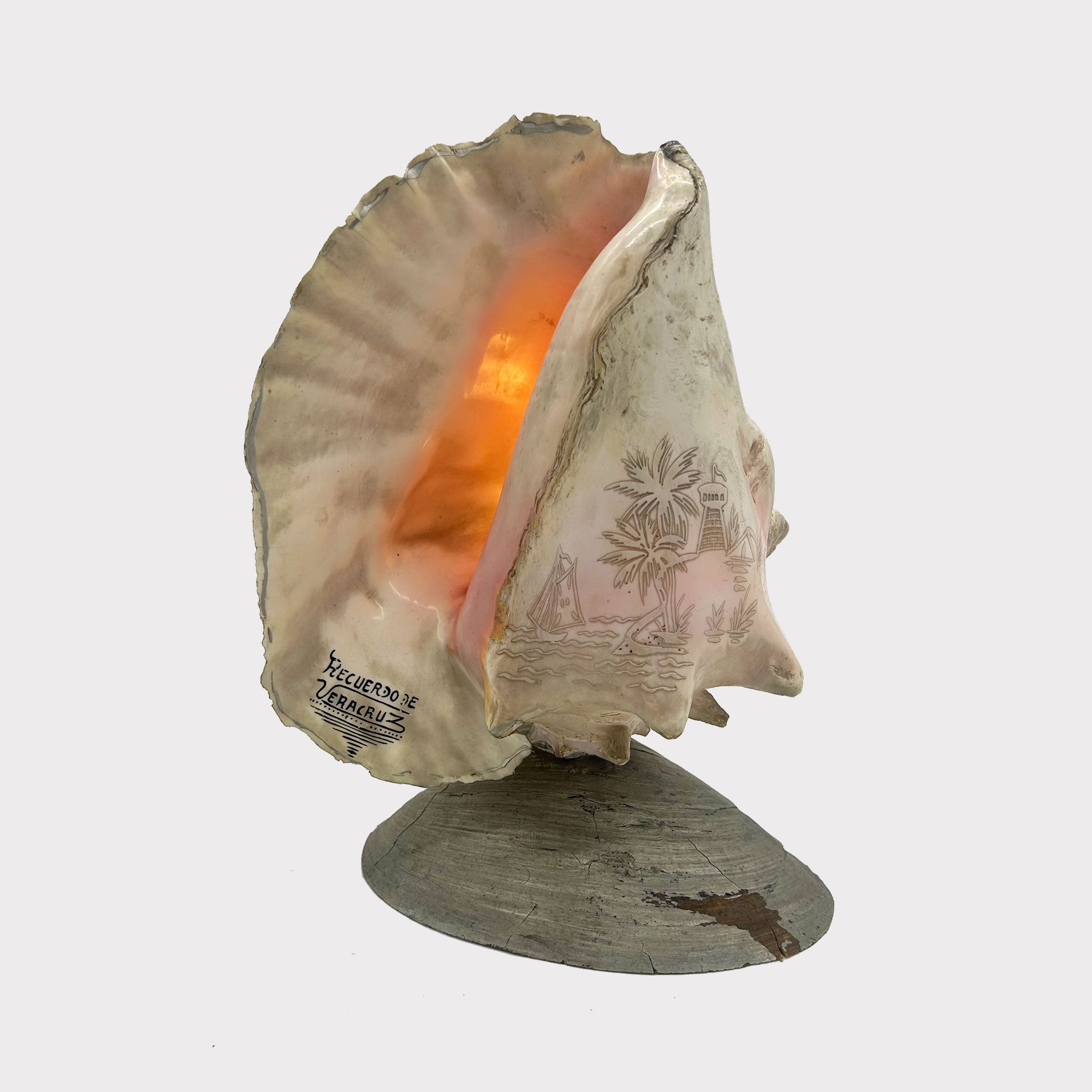 Moma Shell Lamp Vintage Carved Conch Shell Lamp – MDR AUSTIN